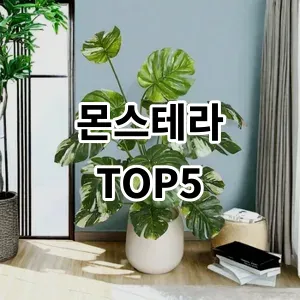 2024 몬스테라 추천 Top5